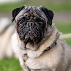 Tipos de desparasitante para perros