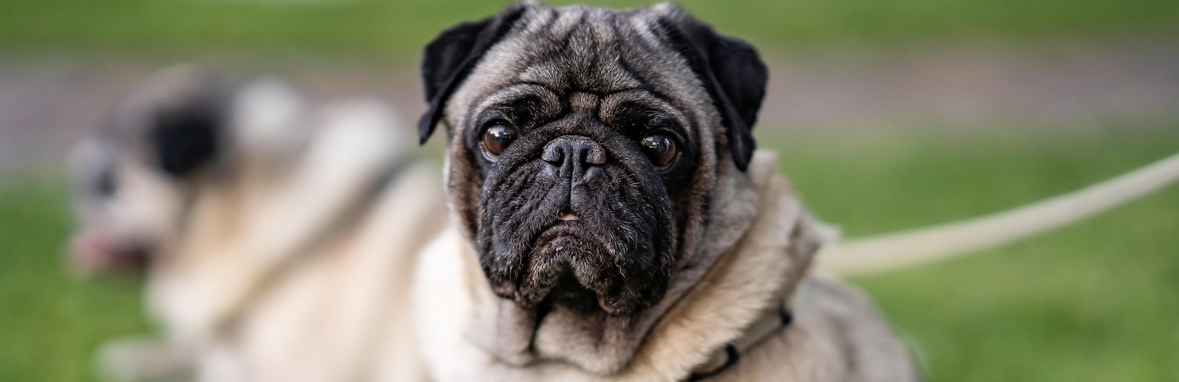 Desparasitante para perros