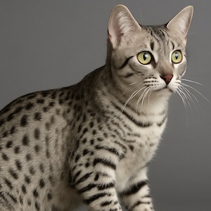 Mau egipcio