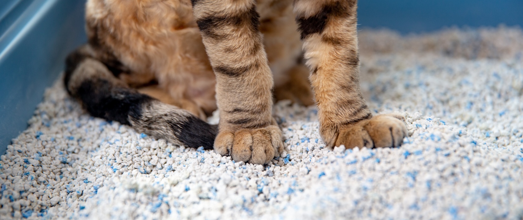 Arena para gatos