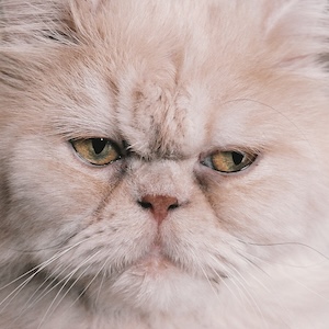 Gato persa