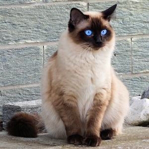 Gato siamés