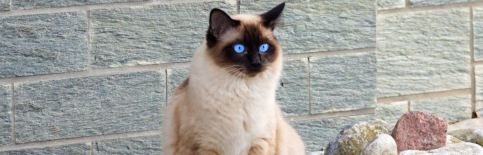 Gatos siameses