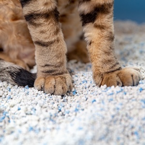 La mejor arena para gatos