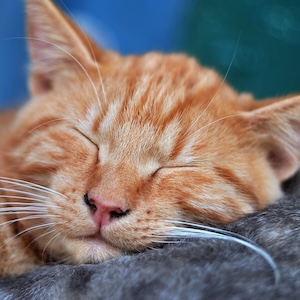 Sueño con gatos