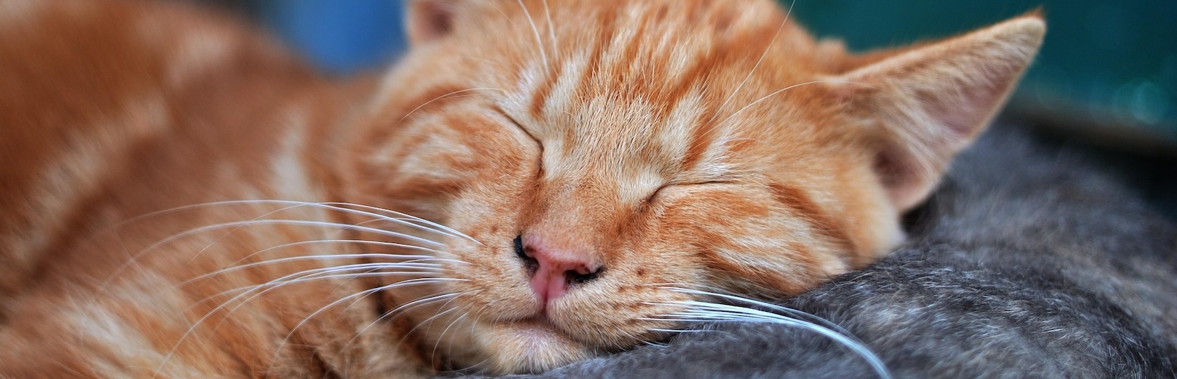 Qué significa soñar con gatos