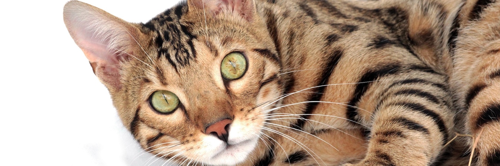 Bengalí