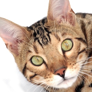 Gato Bengalí