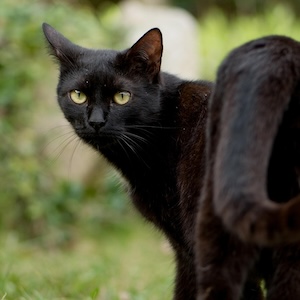 Gato Bombay