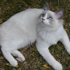 Gato Ragdoll