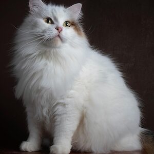 Gato siberiano