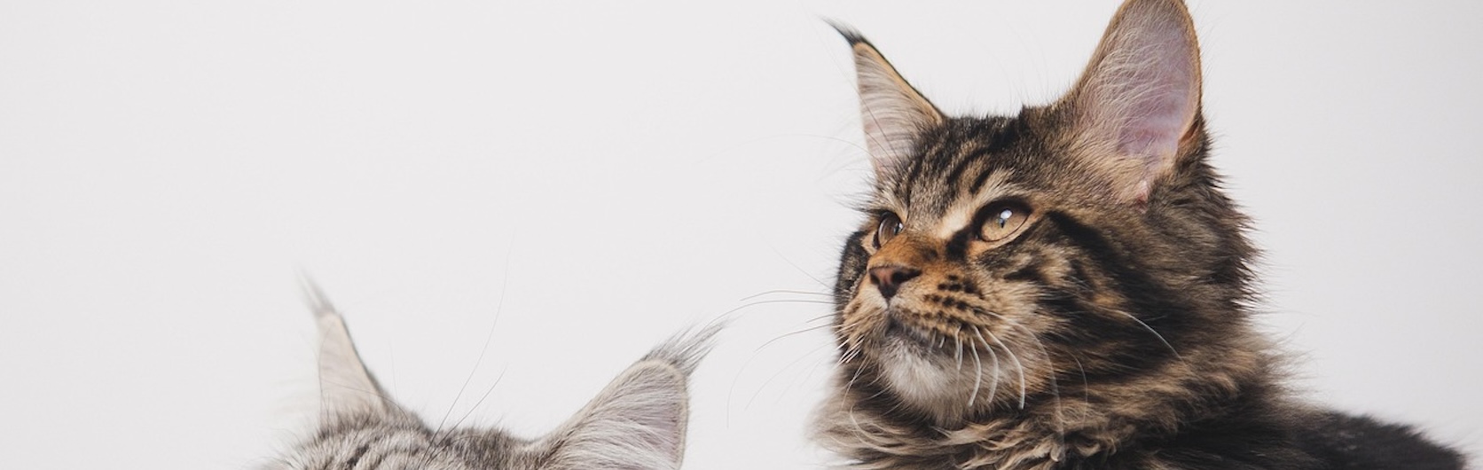 Maine Coon