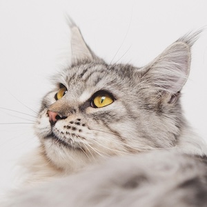 Maine Coon