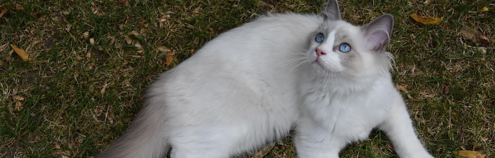 Ragdoll