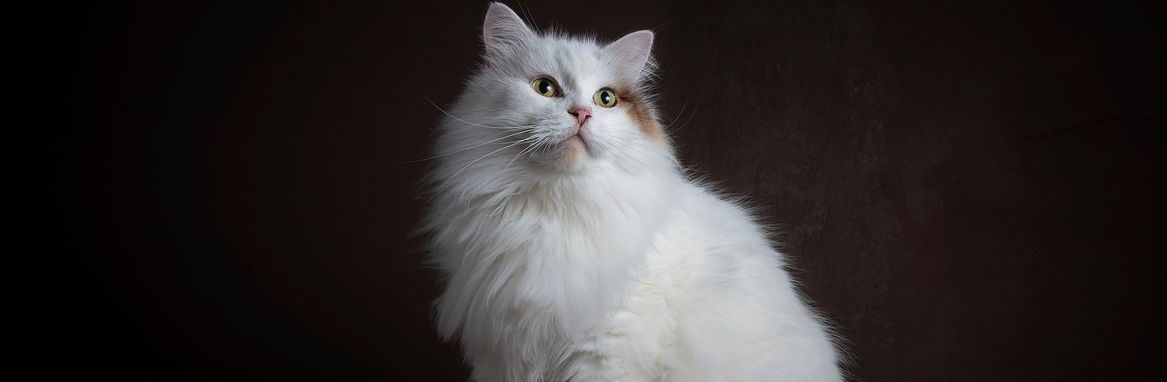 Siberiano