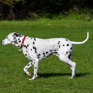 Perro Dálmata