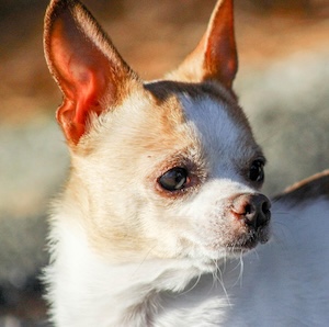 Chihuahua