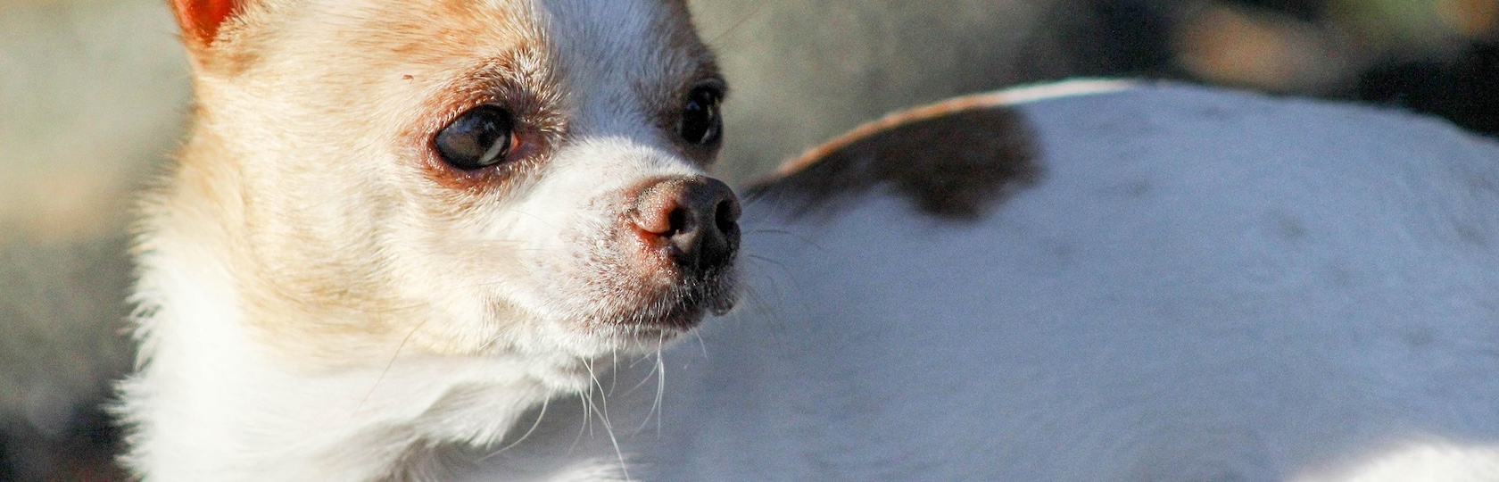 Perro Chihuahua