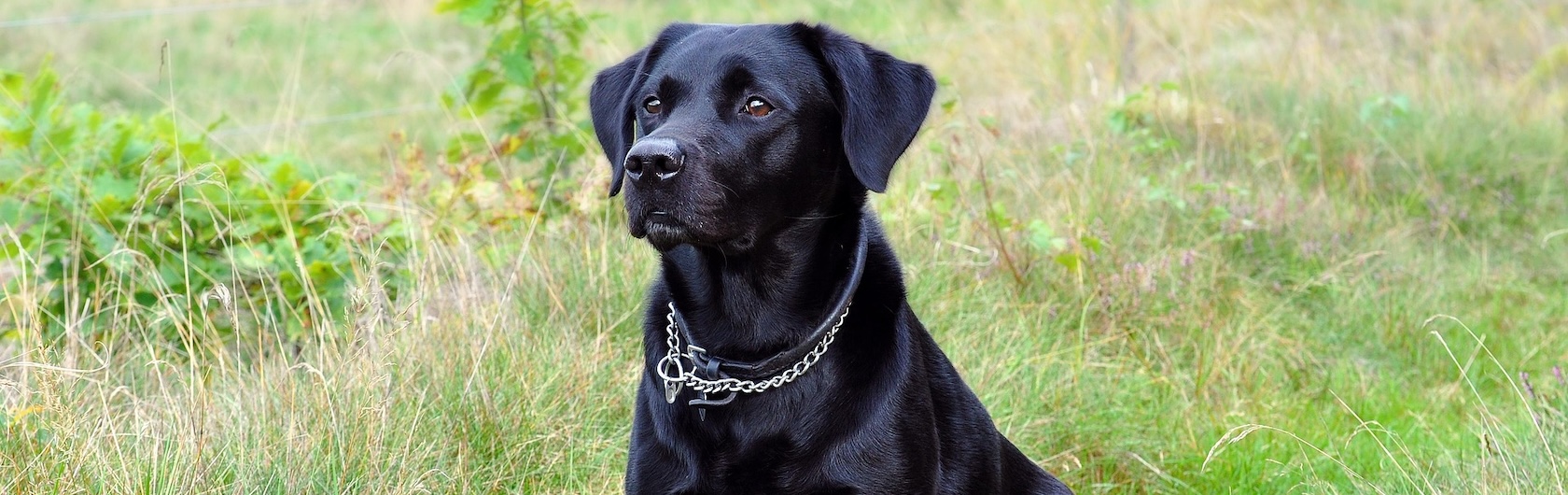 Perro Labrador