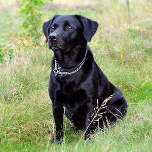 Perros Labradores